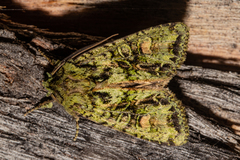 Ichneutica plena