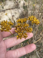 Flaveria chlorifolia