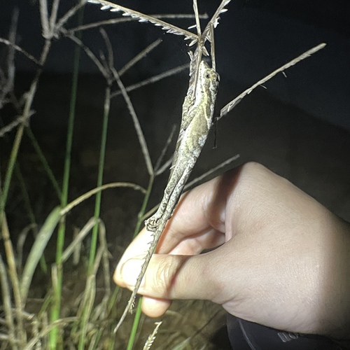 Goldenscale Anole, Anolis planiceps