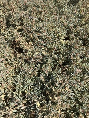 Atriplex semibaccata