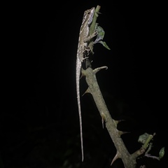 Anolis planiceps