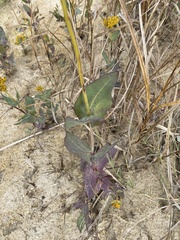 Flaveria chlorifolia
