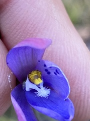 Thelymitra ixioides