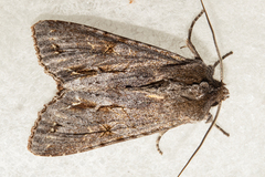 Ichneutica ustistriga