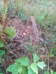 Setaria sphacelata