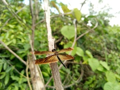 Rhyothemis obsolescens