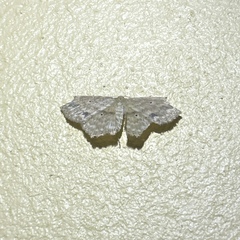 Scopula subquadrata