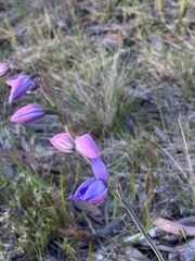 Thelymitra ixioides