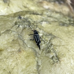 Ripipteryx rivularia