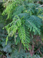 Acacia pubescens