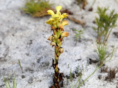 Disa sabulosa