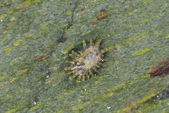 Siphonaria australis