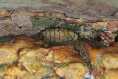Sypharochiton pelliserpentis