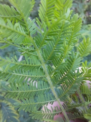 Acacia pubescens