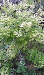 Fraxinus albicans