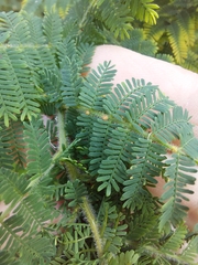 Acacia pubescens