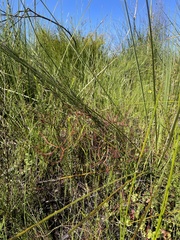 Drosera binata