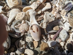 Naria erosa