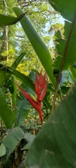Heliconia subulata