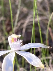 Caladenia dimorpha