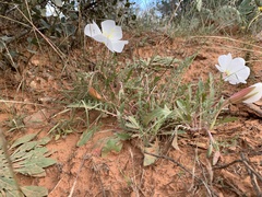 Oenothera pallida
