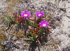 Carpobrotus rossii