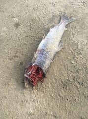Oncorhynchus kisutch