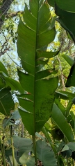 Heliconia subulata