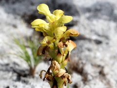 Disa sabulosa