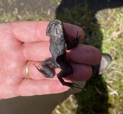 Limnodynastes dumerilii insularis