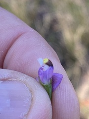 Thelymitra peniculata