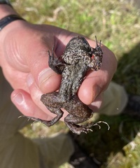 Limnodynastes dumerilii insularis