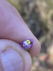 Thelymitra peniculata