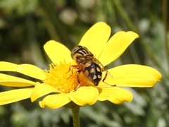 Eristalinus punctulatus