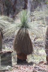 Xanthorrhoea drummondii