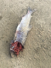 Oncorhynchus kisutch