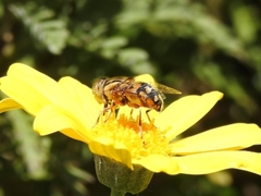 Eristalinus punctulatus