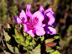 Pelargonium cucullatum