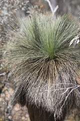 Xanthorrhoea drummondii