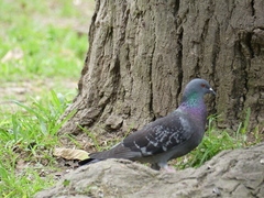 Columba livia