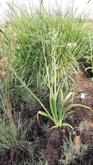 Albuca setosa
