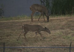 Odocoileus virginianus texanus
