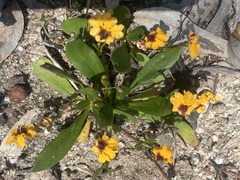 Goodenia trinervis