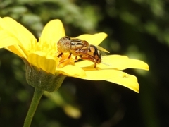Eristalinus punctulatus
