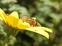 Eristalinus punctulatus