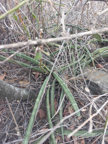 Dracaena bicolor image