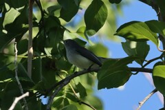 Polioptila nigriceps