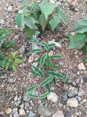 Raphionacme procumbens