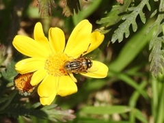 Eristalinus punctulatus