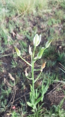 Albuca setosa